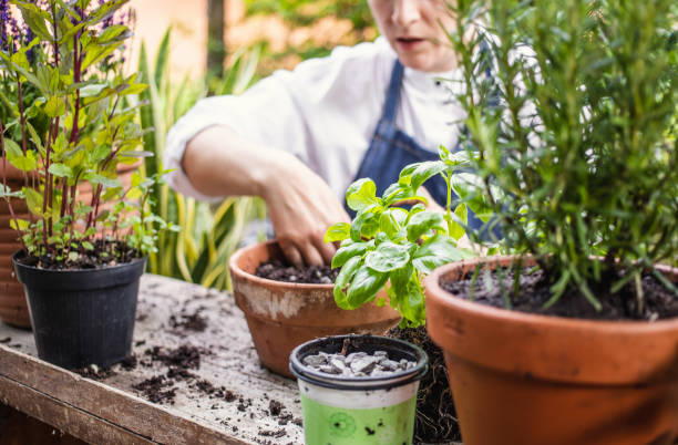 istock Woman planting herbs 1199989878