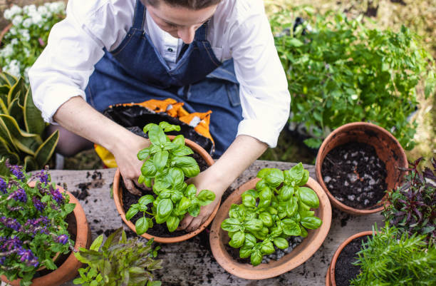 istock Woman planting herbs 1199989887