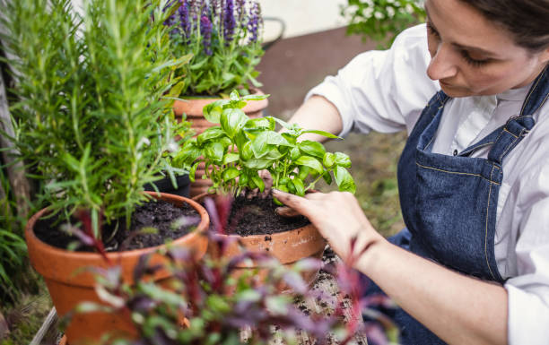 istock Woman planting herbs 1199989891
