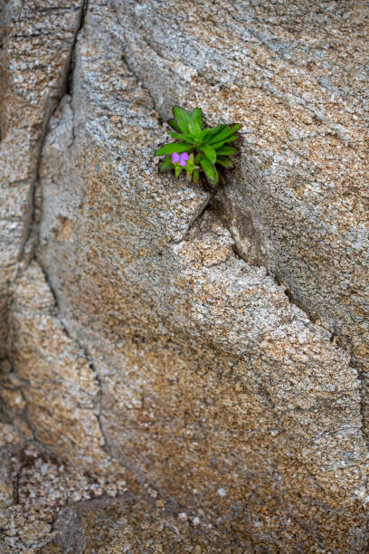 istock Tiny purple flower in a crack in a rock wall 1199991516