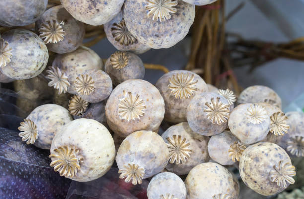 istock Dried opium poppies 1199992327