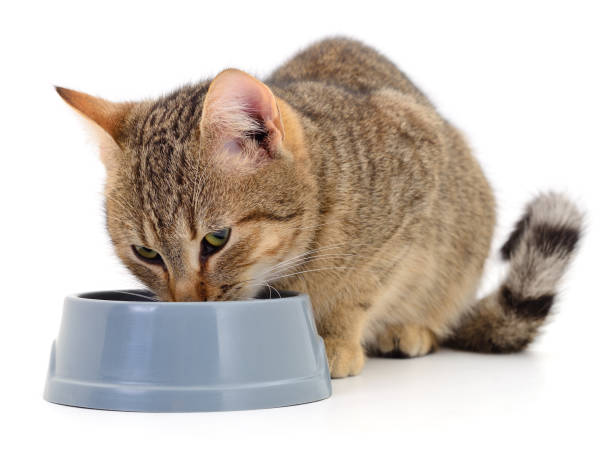 istock Cat eating dry food. 1199993219