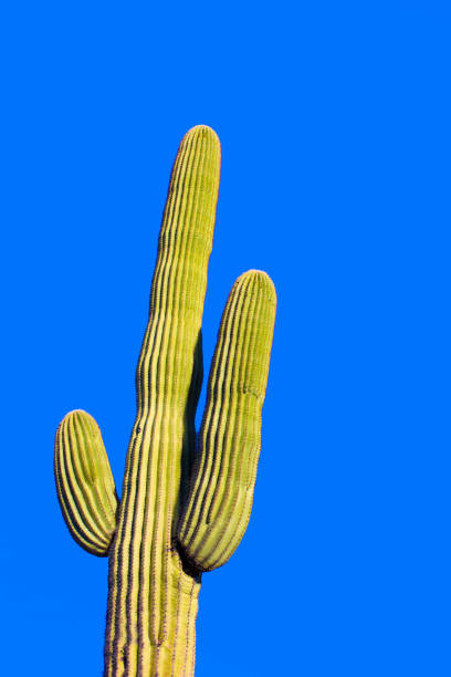 istock Arizona: Lone Saguaro, Blue Background, Close-Up Copy Space 1199993472