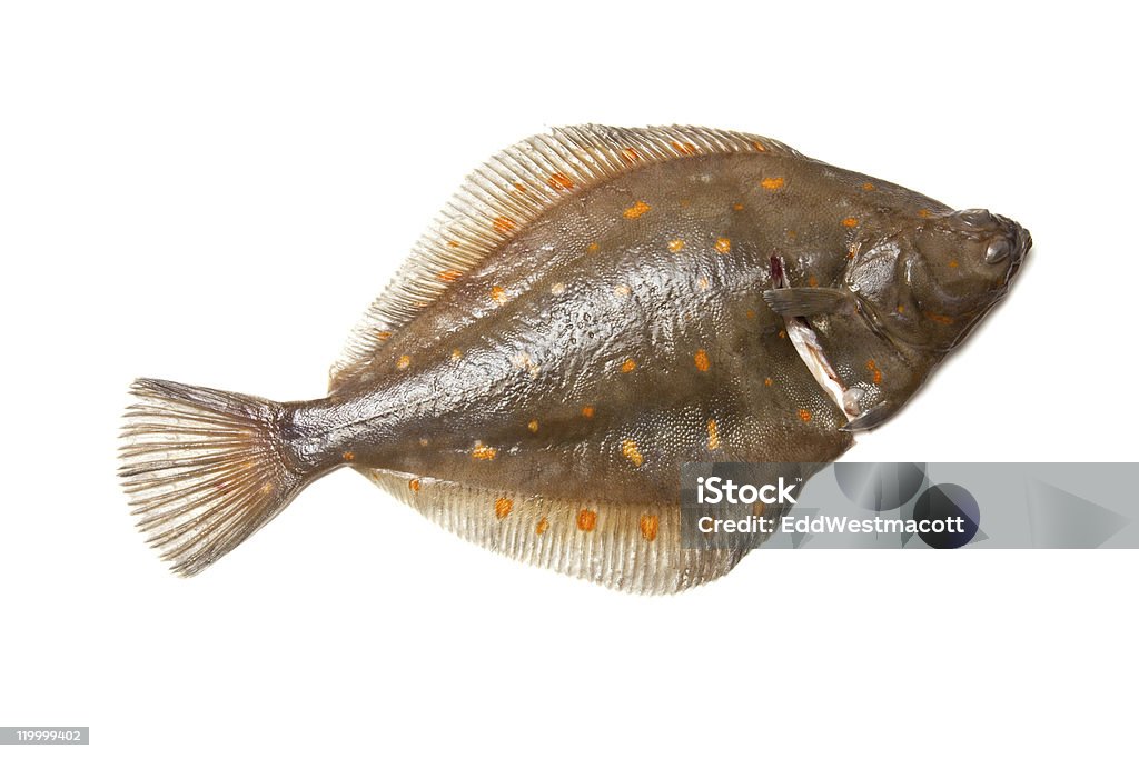 Plaice Peixe inteiro - Foto de stock de Linguado royalty-free