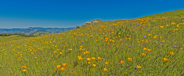 California poppy, Eschscholzia californica, Pepperwood Preserve; Santa Rosa;  Sonoma County, California. Growing on a side hill with a view of the countryside.