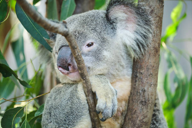 istock Male koala sitting in a tree branch surrounded by eucalyptus leaves 1199994907