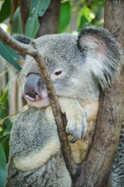 istock Male koala sitting in a tree branch surrounded by eucalyptus leaves 1199994909