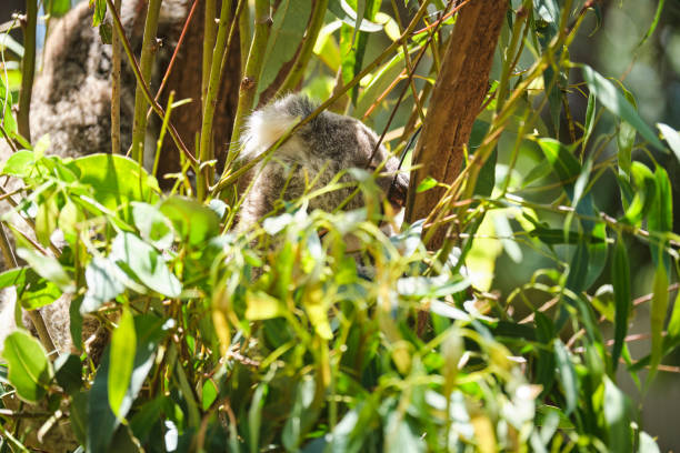 istock Male koala sitting in a tree branch surrounded by eucalyptus leaves 1199994917