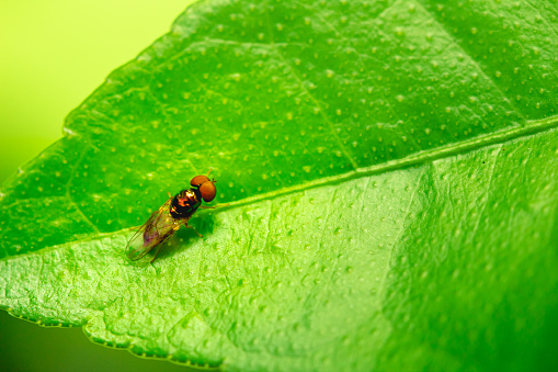 Macro style photograph of an exotic fly on a leaf.