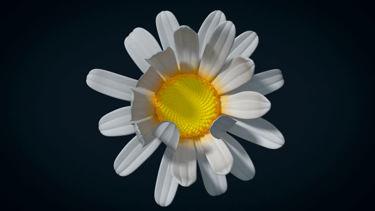 Chamomile flower opens in closeup with alpha channel, 3D animation