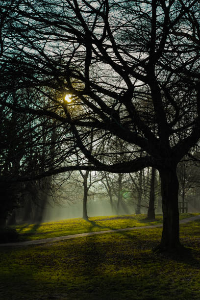 istock Misty woodland 1199997949
