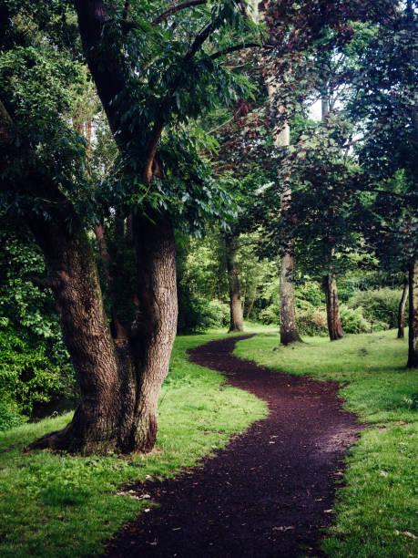 istock Pathway through the woodland 1199997960