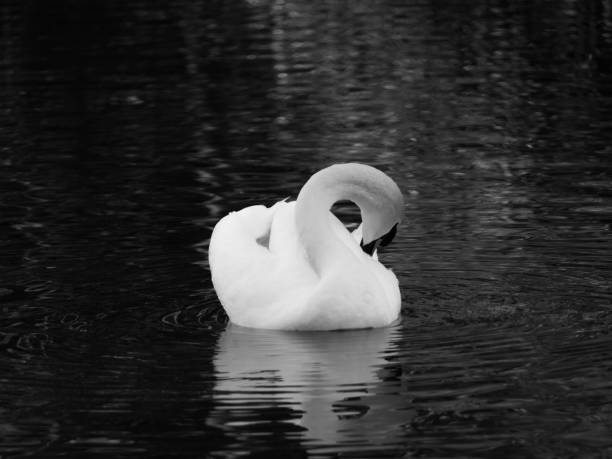 istock Black and white swan 1199998054