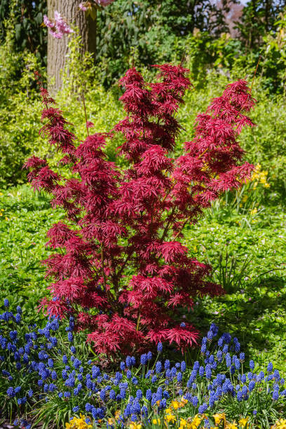 istock Plants in the Garden 1200001270