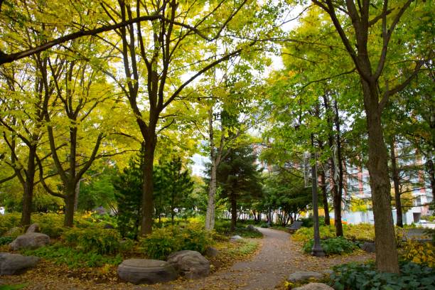 jardín de música de otoño toronto - outdoors footpath leaf toronto fotografías e imágenes de stock