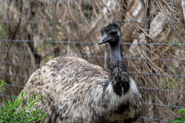 istock Wildlife Animal-Emu (Dromaius Novaehollandiae). 1200003458