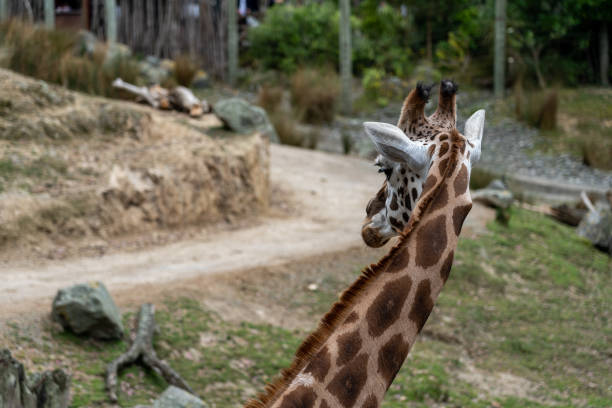 giraffe in the Zoo; giraffe eating grass