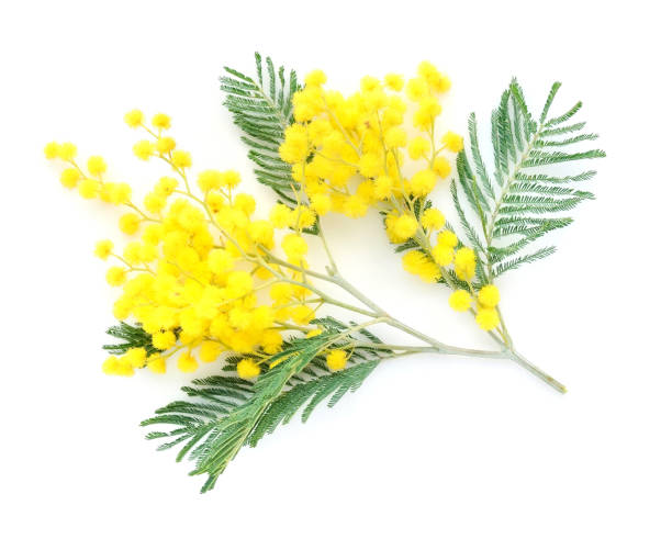 istock Mimosa (silver wattle) branch isolated on white background 1200003823