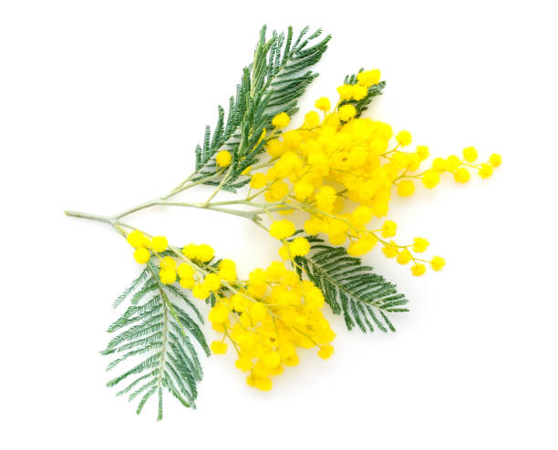 istock Mimosa (silver wattle) branch isolated on white background 1200003836