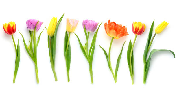 istock Set of different color tulips isolated on white background. Top view. 1200003837