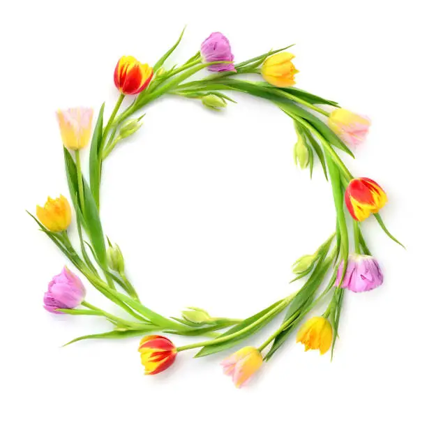 Photo of Circle of multicolored tulips on a white background with empty space. Top view
