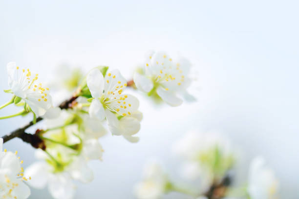 istock Flowers bloom on a branch of plum. Soft focus 1200003928