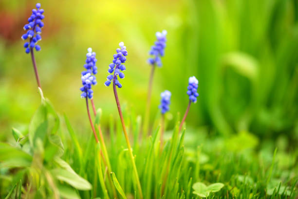 istock Blue Hyacinth Muscari (Muscari botryoides) in spring sunny day 1200003945