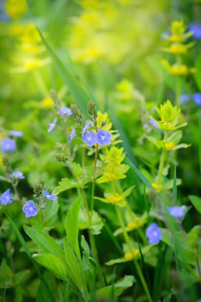 istock Veronica flowers (Veronica chamaedrys) in the meadow 1200003983