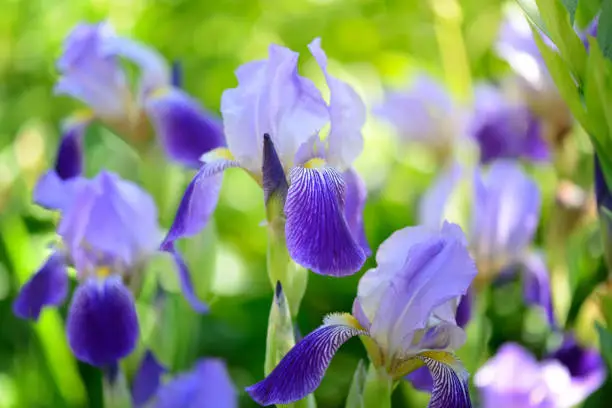 Photo of Blue Iris (Iris L.) in the green grass