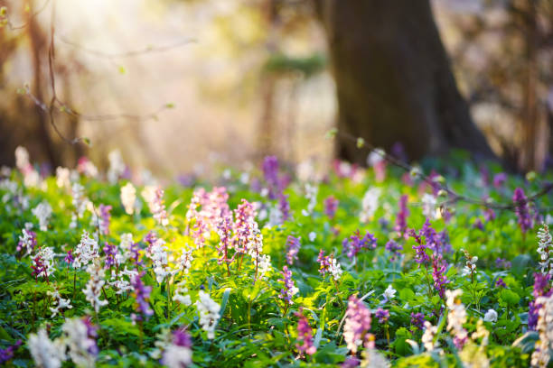 꽃이 피는 코리달리스 카바 꽃이 있는 봄의 숲 - corydalis 뉴스 사진 이미지