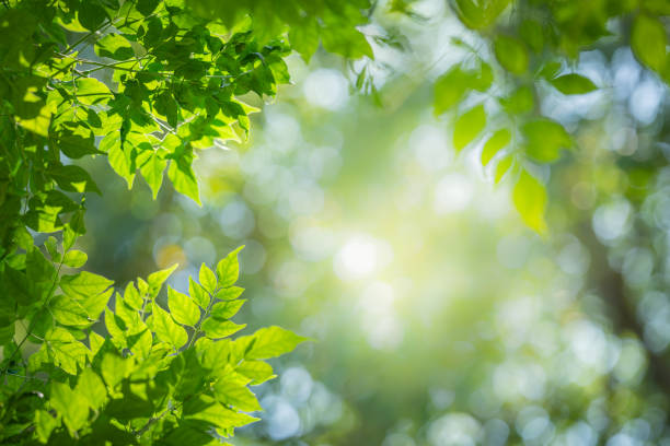 istock Green leaf for nature on blurred background with beautiful bokeh and copy space for text. 1200004830