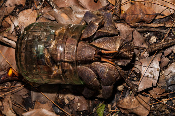 Coconut Crab Birgus latro Using a Glass as Shell, Peleliu Island, Palau, Micronesia Palm Thief or Coconut Crab Birgus latro is the largest terrestrial hermit crab in the world. The species is widely distributed on remote Indo-Pacific islands of the tropics. Adults have such a tough exoskeleton, they do not carry a shell anymore. Nowadays it is often some rubbish left behind instead of a natural shell, a transparent glass is particularly interesting, as the "hidden" part is not hidden, and the protection is ok. Only females return to the sea to release fertilised eggs. After the larval stadium, the crabs look for a gastropod shell and return to dry land. Reaching sexual maturity at the age of 5 years, a Coconut Crabs lifespan is up to 60 years! Peleliu Island, Palau, Micronesia, 7°1'59.509" N 134°15'0.93" E coconut crab stock pictures, royalty-free photos & images