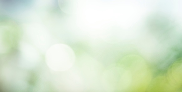 Abstract blurred greenery leaves panoramic background