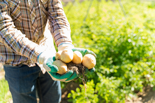 Midsection of farmer holding organic potatoes while standing at farm during sunny day