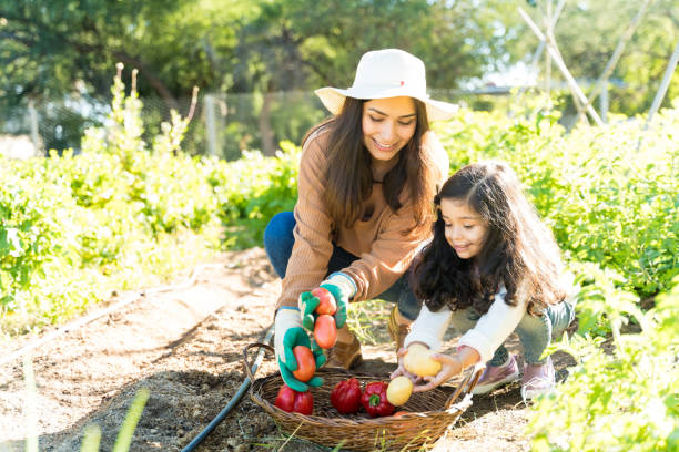 donne che raccolgono verdure in fattoria - gardening child vegetable garden vegetable foto e immagini stock