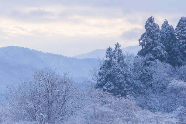 istock Snow Covered Trees,Japan winter Landscape 1200008987