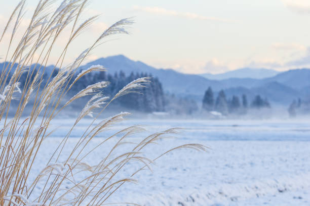 istock Snow Covered Trees,Japan winter Landscape 1200009035