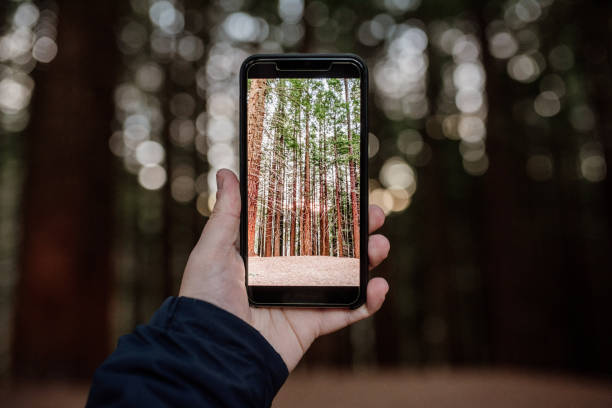 istock Taking a picture of a forest with a modern smartphone 1200012252