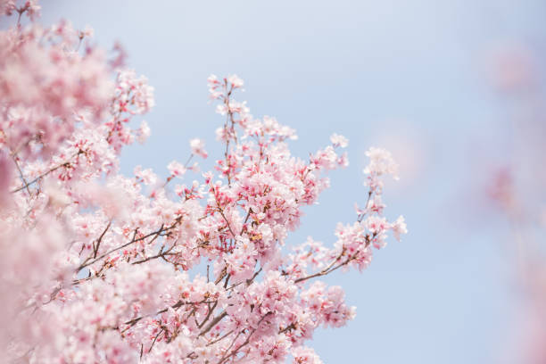 sakura - cherry blossom flower head spring flower - fotografias e filmes do acervo