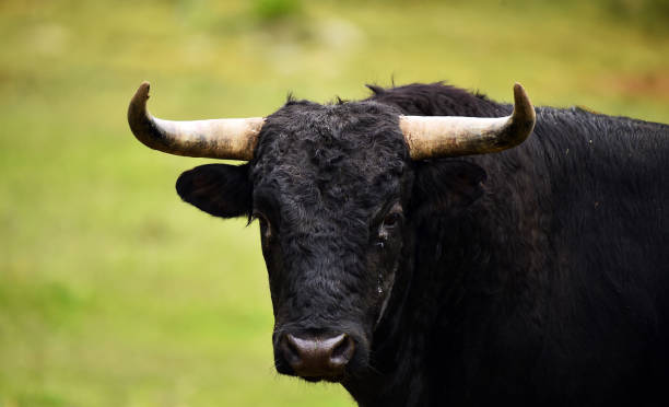 istock Horns of strong bull 1200013656