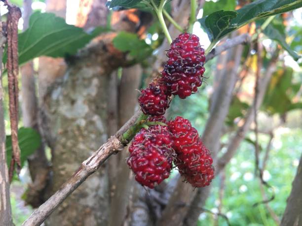 istock Beautiful mulberry fruit in the garden 1200014251