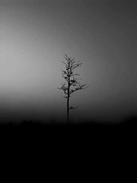 istock Black color shadow tree and leaves on gray background 1200014739