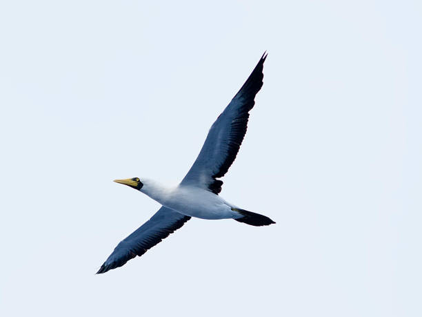 istock An adult Masked Booby in flight 1200015577