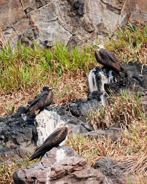 istock Three Great Frigatebirds perched at the breeding colony 1200015637