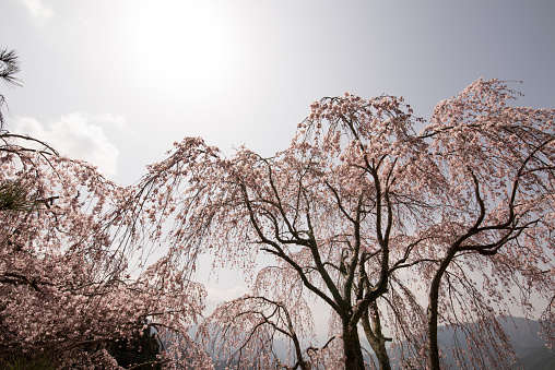 the beautiful cherry blossoms are in full bloom, taken at nagano Japan
