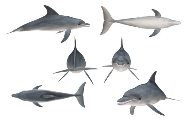 istock Multiple angle views of bottlenose dolphin with 6 different view isolated white background 3d rendering 1200023415