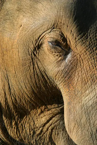 An Asian elephant's eye.