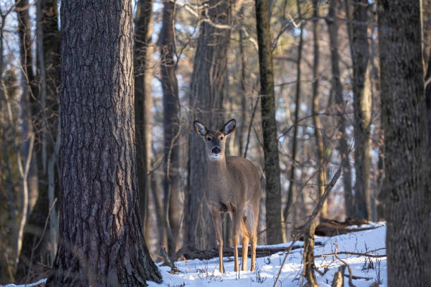istock Deer. The white-tailed deer  also known as the whitetail or Virginia deer in winter on snow. 1200023708
