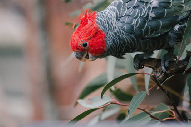 Gang gang parrot cockatoo female colseup head shot Australian native bird stock photo
