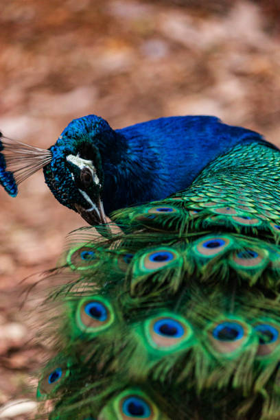 istock Peacock tail feather beautiful colourful vibrant green blue purple pattern 1200024525